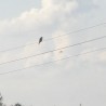 pustułka???