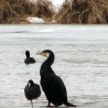 kormoran 2