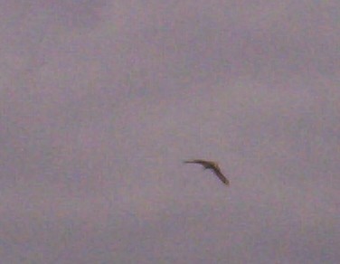 Mewa nie udało mi się ...