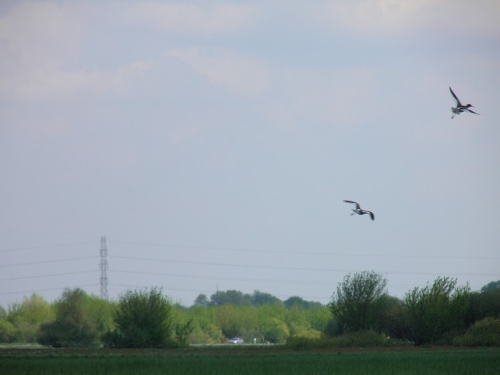 Krwawodzioby w locie