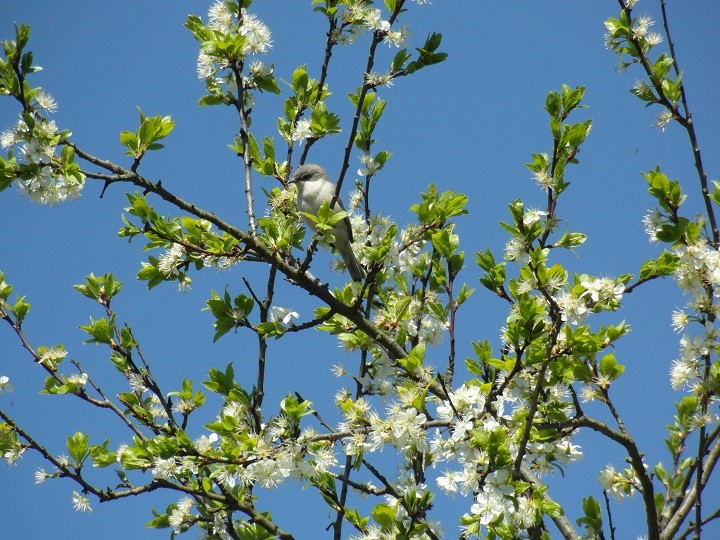 piegża