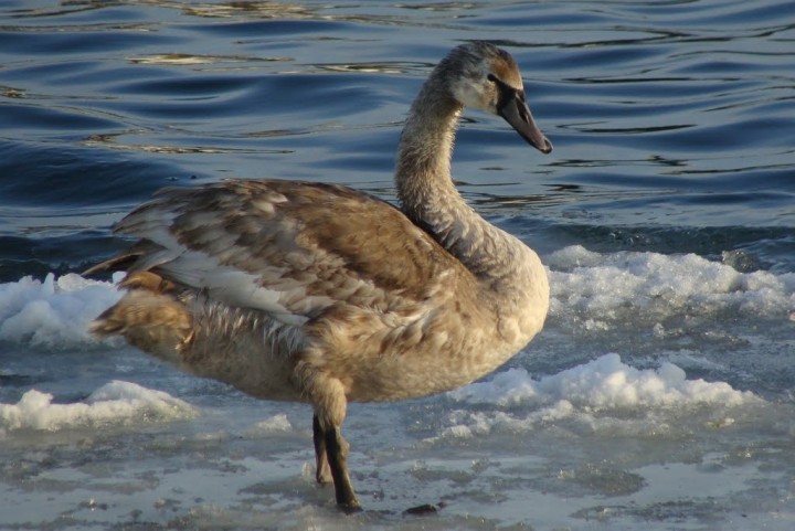 łabędź niemy