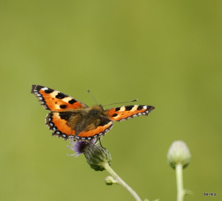 motyl 1