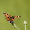 motyl 1