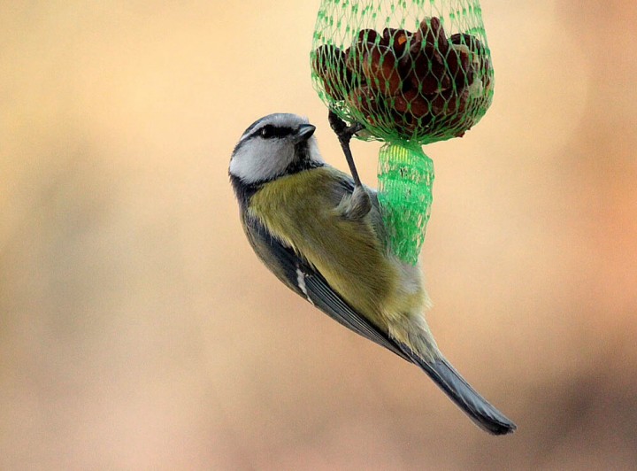 Ostatnia modraszka przy ...