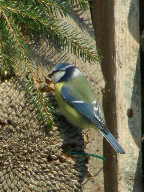 Dziś wywiesiłam kolejny ...