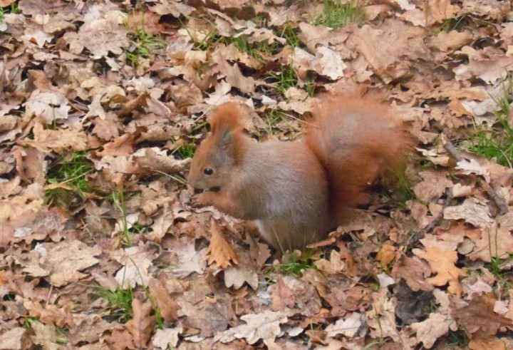 Wrocławska wiewiórka