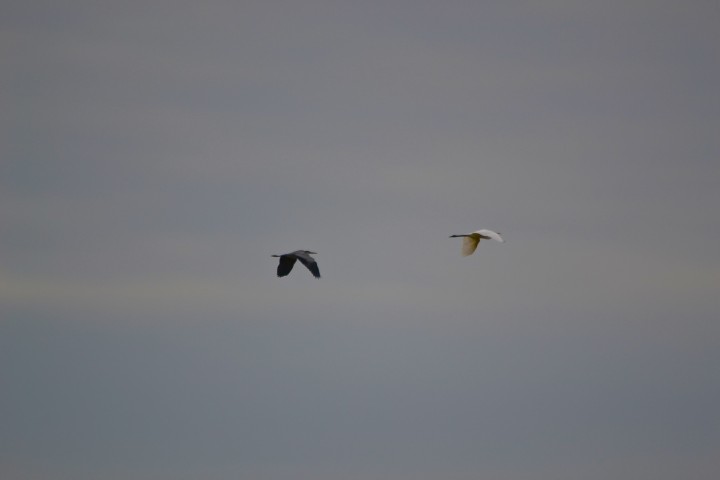 czapla biała i siwa