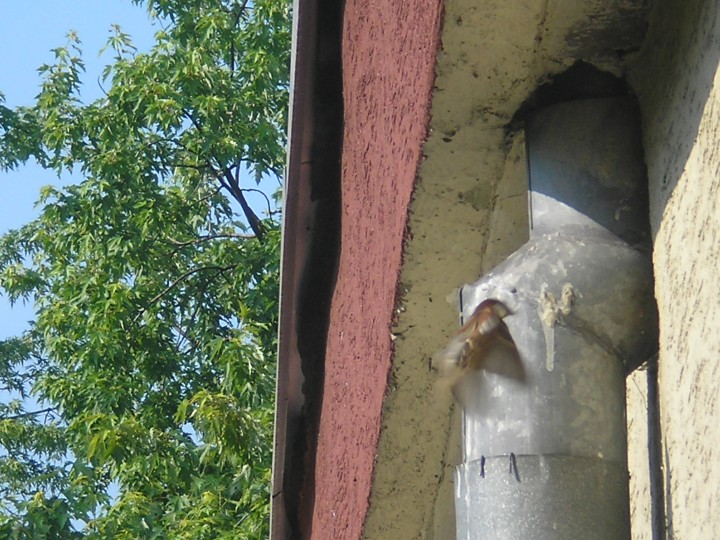 Wróbel przy gnieździe