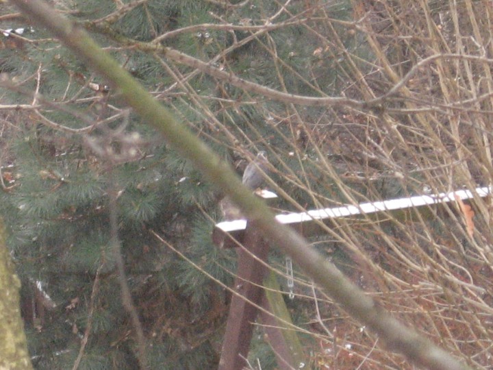 Krogulec dok.