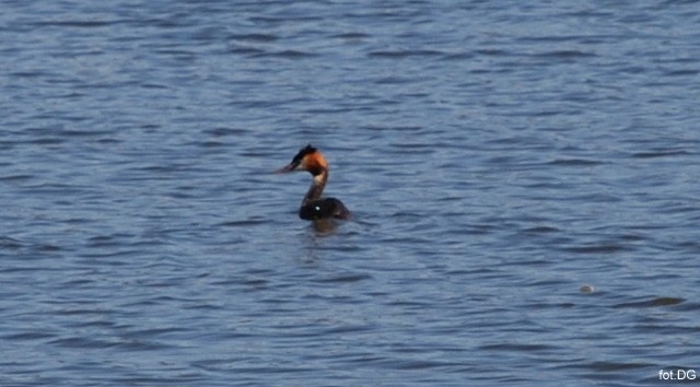 Perkoz dwuczuby (Podiceps ...