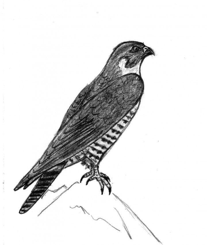 Falco peregrinus