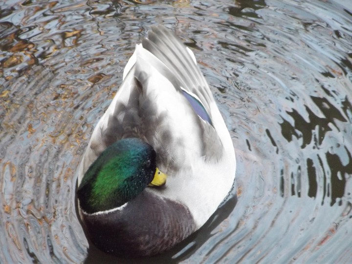 Kaczka krzyżówka samiec