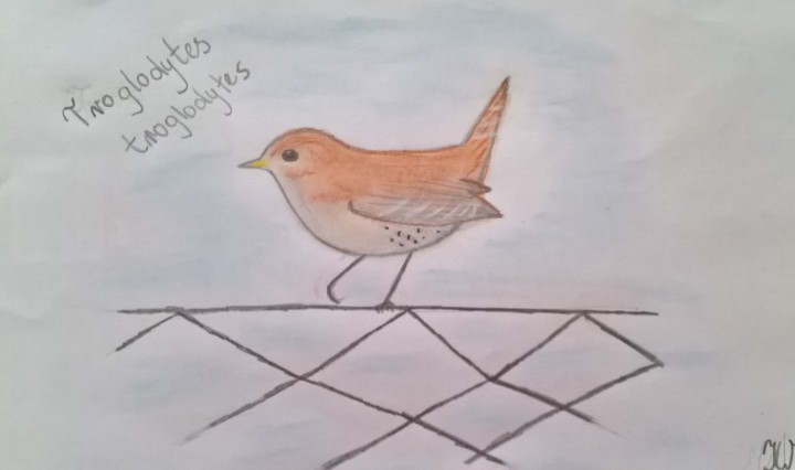 Troglodytes troglodytes