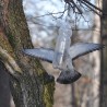 Gołąb ...