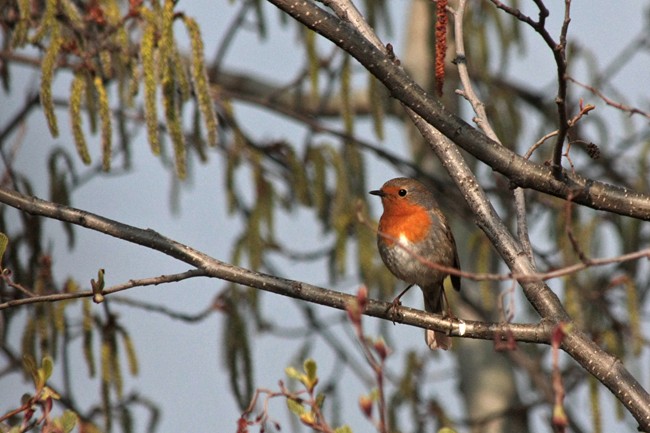 Erithacus rubecula