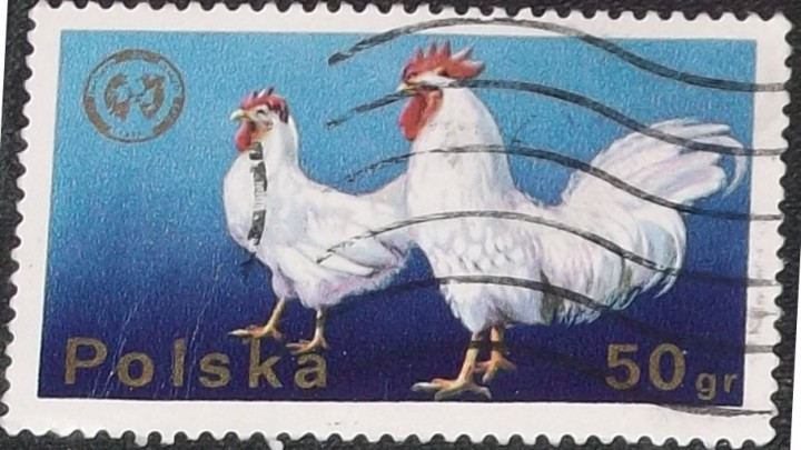Polskie Kury