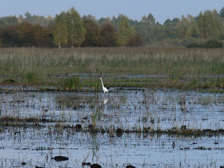 Czapla biała na żerowisku