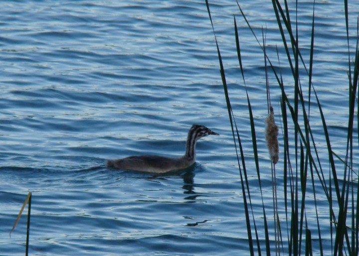 uciekając w tatarak..