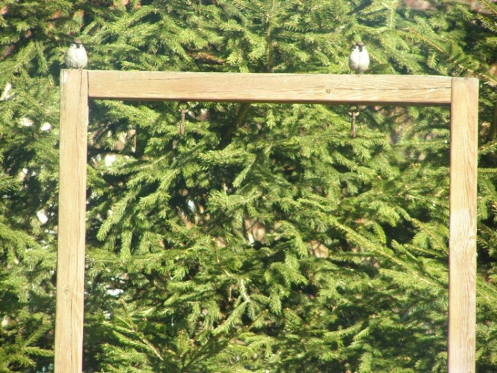 Wróble w kolejce do karmnika :)