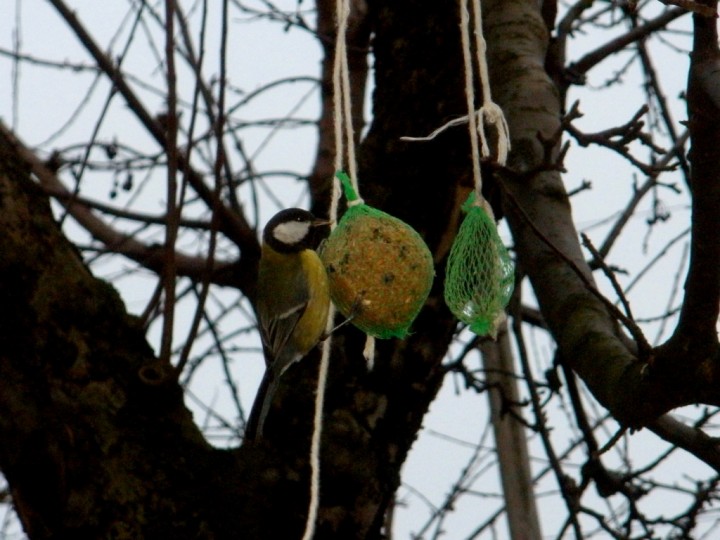 Karmnk 2009