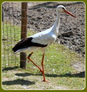 Więcej