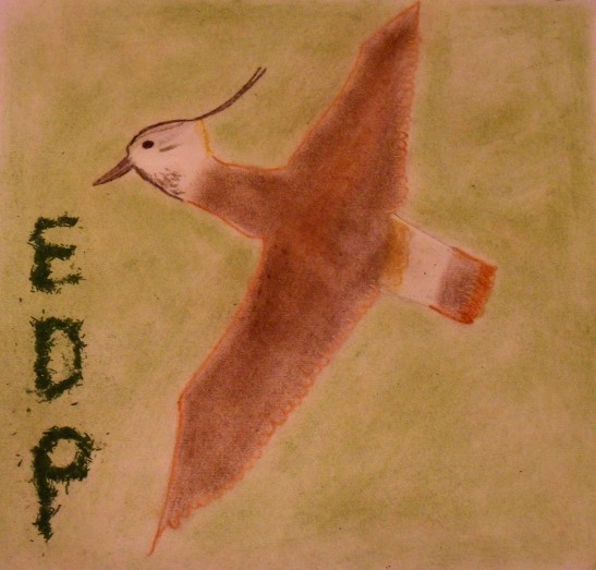 EDP - czajka w locie