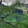 natura