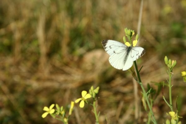 Motyl