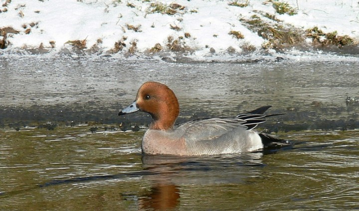 Któż zgadnie, co to za ...