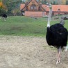 Struś z ...