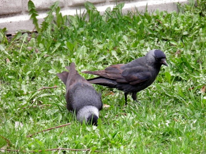 kawki cz.1 (07.04.2011r.)