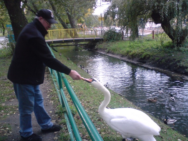 łabędzie