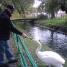 łabędzie