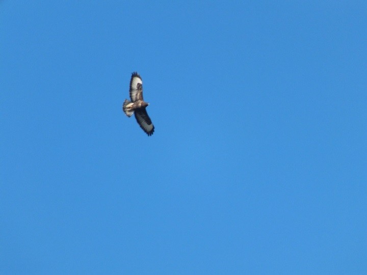 Trzmielojad, czy myszołów?