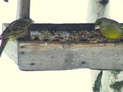 Więcej
