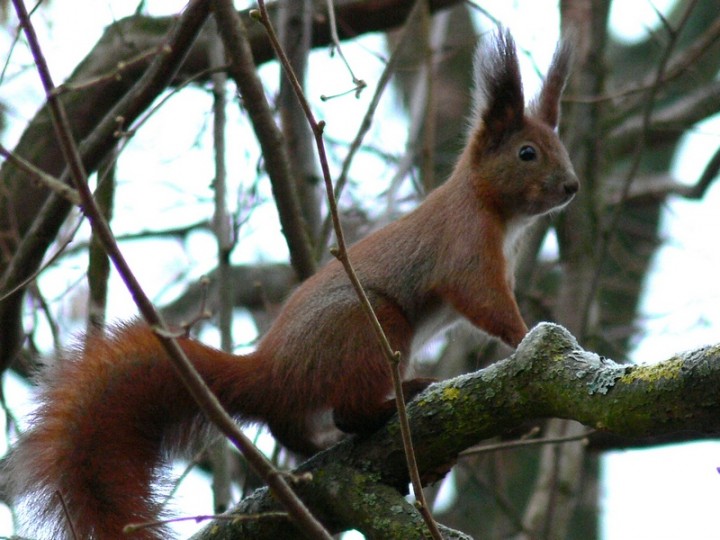 Rudy ojciec, ruda matka... ;)