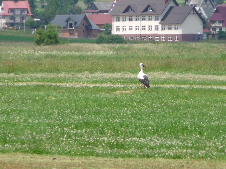 Bociek