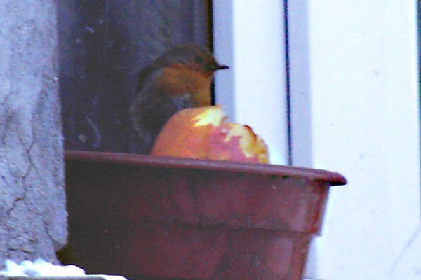 Moja rudzikowa premiera :)