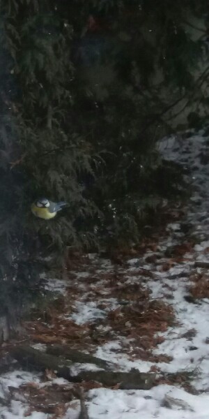 Modraszka wśród krzaków