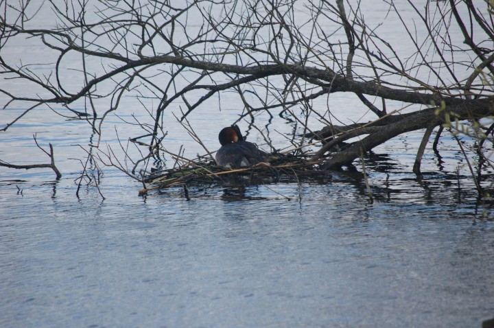 Wiosna= budowanie gniazda