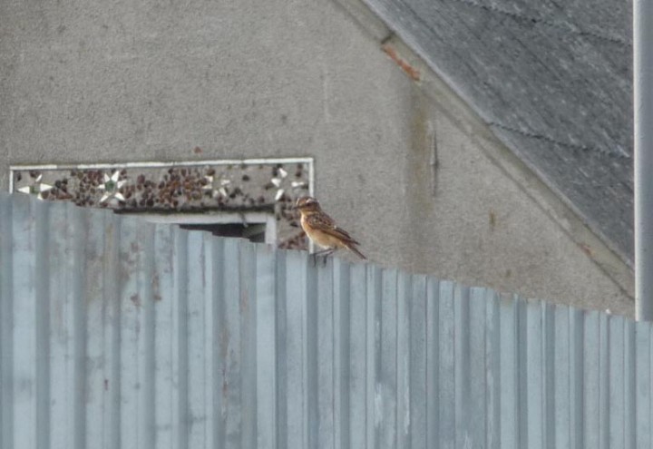 Białorzytka czy pokląskwa? ...