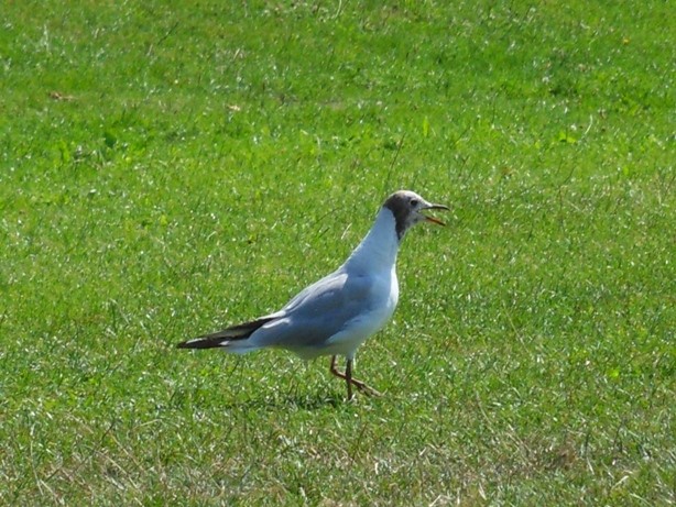 Spacer nad rzeką w towarzystkie ...