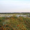 Szuwary