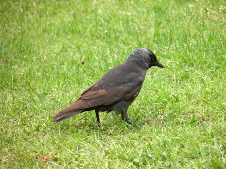 Nietypowa kawka