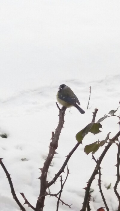 Brrrr....Mroźna ta zima,dla ...