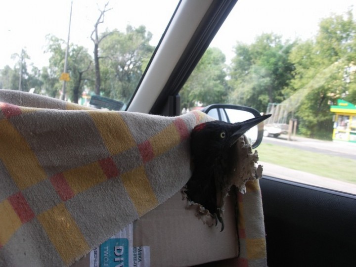 Dzięcioł w podróży 2 ...