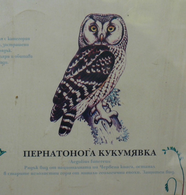 Piernatonoga kukumiawka, ...