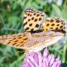 motyl ...