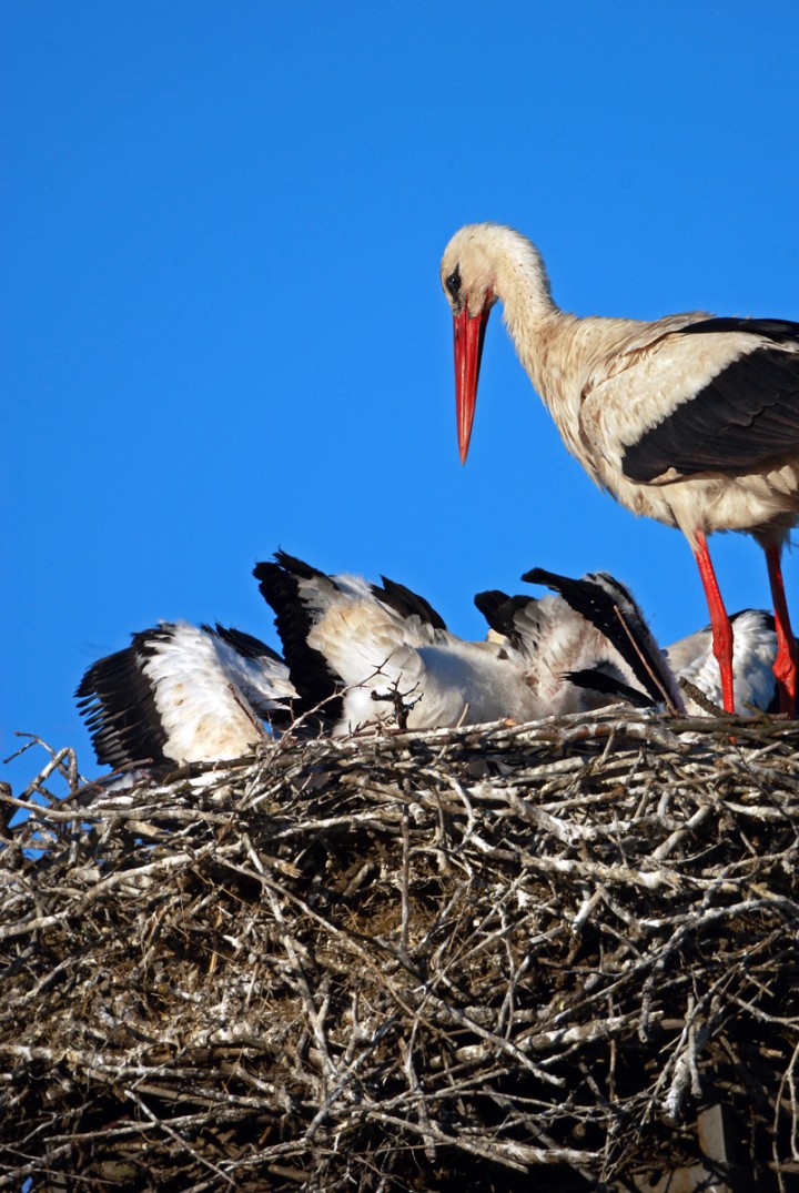 Już mi tęskno za nimi. ...